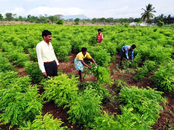 Chhattisgarh government to prepare roadmap for organic farming The Economic Times