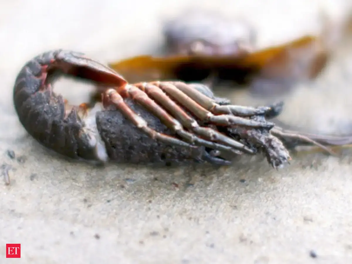 Artemia Cyst Larval Feed Import Hurdles Touble Shrimp Farmers