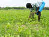 Students develop low-cost way to improve crop yield in India