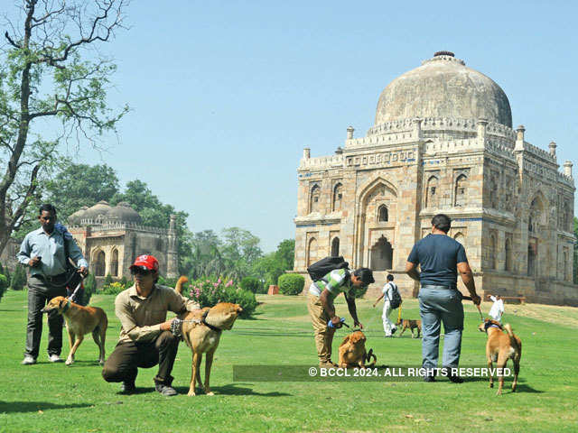 Stray dogs now security guards