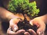 World Environment Day: ITBP to plant 10 lakh trees this year
