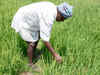 Haryana to promote direct sowing of paddy