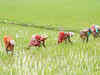 Community nurseries likely solution for paddy farmers if rains are delayed