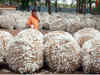 Drought fears make companies sell Bt cotton seed varieties at lower prices