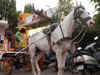 Mumbai HC declares horse-drawn Victoria joyrides illegal, carriages given one year to phase out
