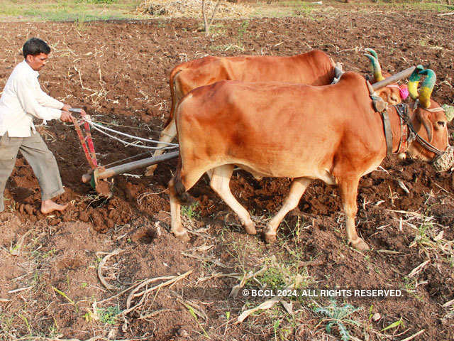 Farmer tilts his land