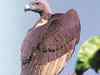 Endangered vulture chick sighted in Bikaner