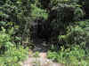 Haryana okays buffer for Mangarbani grove