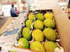 Mango Festival brings together rare varieties