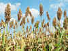 'Magic millet' gets an enrichment boost to cure anaemia