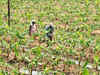 Pesticide control in India: Three government agencies present but no action