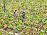 Pesticide control in India: Three government agencies present but no action