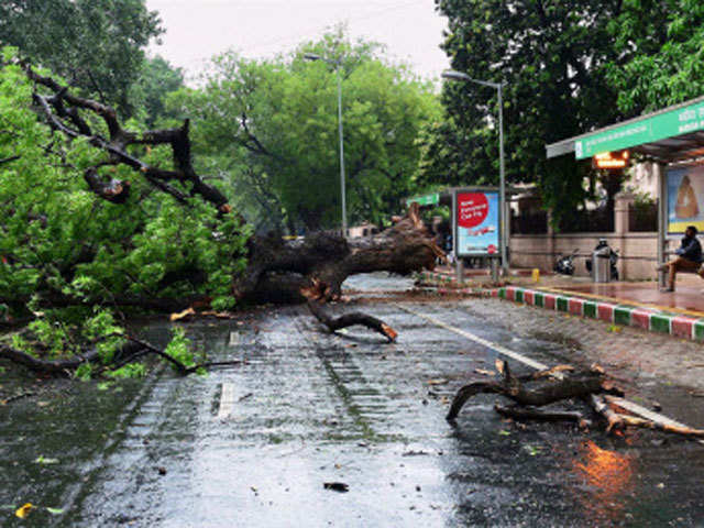 Uprooted tree on the road