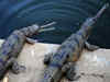 Two Gharial crocodiles die in Rajkot zoo