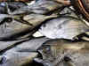Sea fishing operations kick start in Odisha