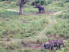 Solar fencing to check elephant movements on Karnataka-Kerala border