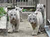 Jayalalithaa christens four white tiger cubs at Vandalur zoo in Chennai