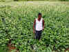 Kerala intensifies drive against high pesticide vegetables