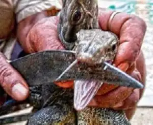 Narikurava hunter with the
captured monitor lizards. Narikurava hunter with the
captured monitor lizards.