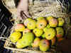 Old fruit handling methods hit Bengal mango trade