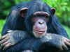 Chimps sensitive to what is right and wrong