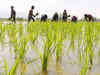 CRRI indicates rice production to increase on current pace of monsoon
