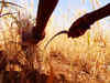 Food Corporation of India stuck with 27 million tonnes of poor wheat