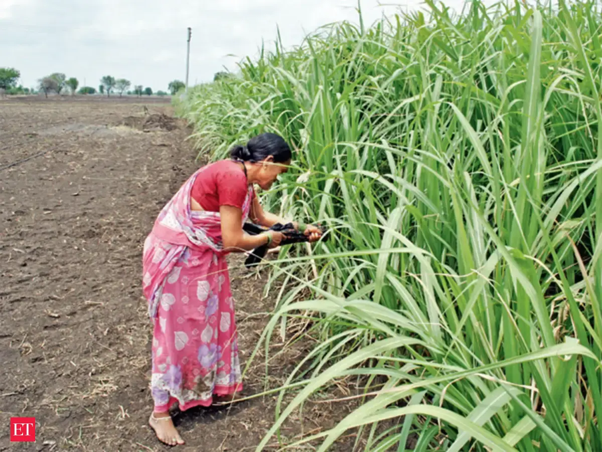 Is Thriving Sugarcane Crop Responsible For Maharashtra S Is Thriving Sugarcane Crop Responsible