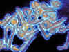 New antibody weapons against Marburg virus found