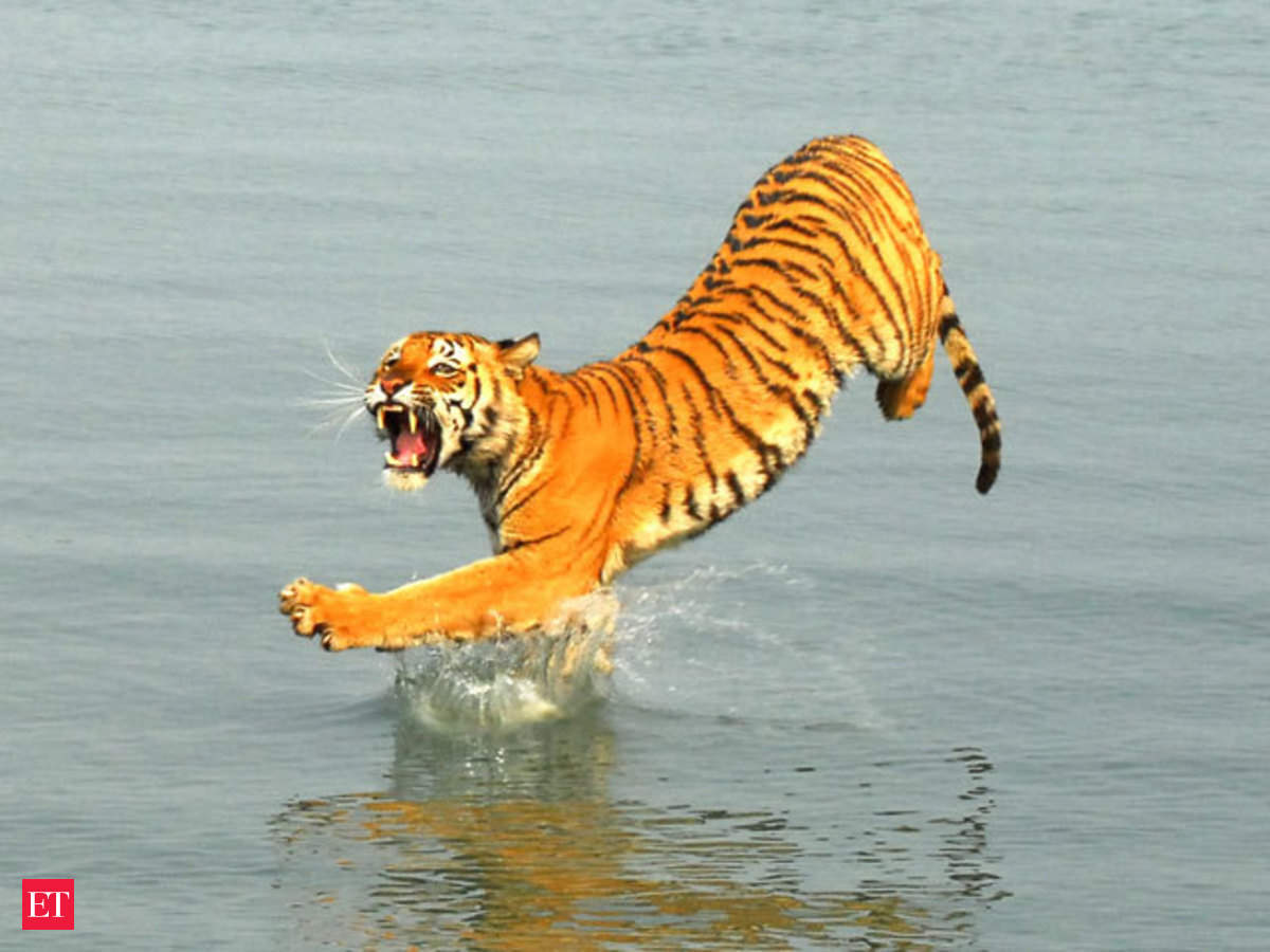 Zoological Survey of India monitoring climate change impact on Sundarban  animals - The Economic Times