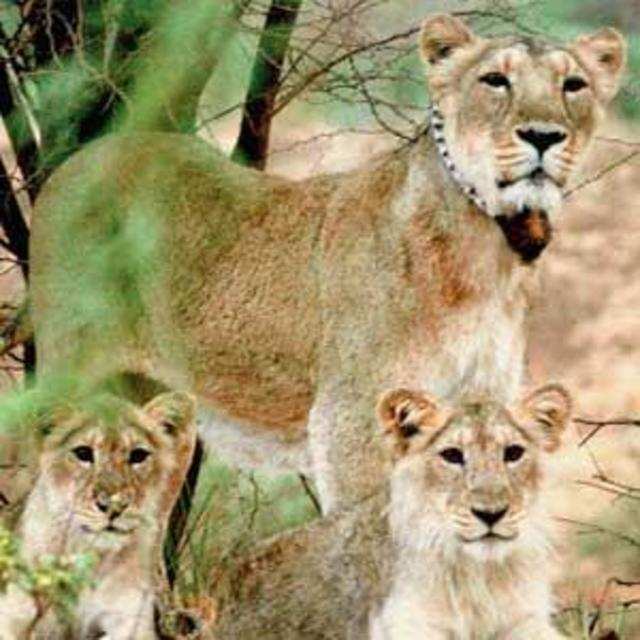 Headless fight for Gir lions