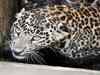 Ailing leopard brought to Chennai's Vandalur zoo for treatment
