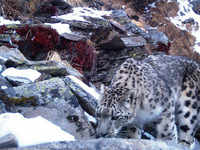 snow leopard: Himachal home to 75 snow leopards, says five-year scientific  estimation - The Economic Times