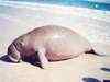 Dugongs on brink of extinction, poaching continues in India
