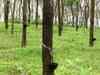 Large estates in Kerala seek rubber replanting subsidy