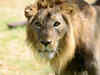 Sipahijala to have blackbucks, lions as part of animal exchange programme with Banerghatta Zoo
