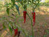Chilli Prices hot on short supply and rising demand