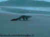 OMG! A crocodile was spotted strolling on Goa's Morjim beach