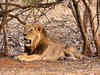 Asiatic lions missing after floods sighted in Gir forest