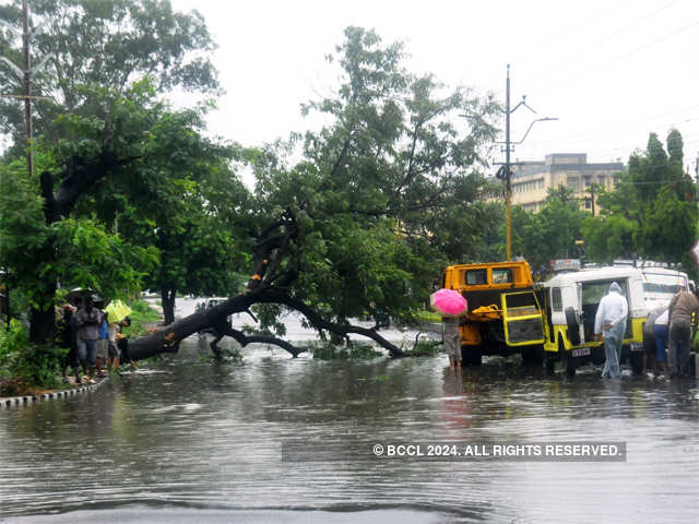 Heavy rain uproots tree in Bhopal