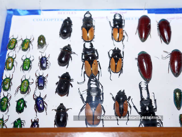 Museum will help farmers understand insects
