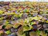 EDMC to install 600 steel dustbins, plant 25,000 saplings