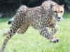 Rajasthan to be home for cheetahs