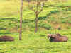 Tea gardens to be turned into wildlife mini-sanctuaries soon