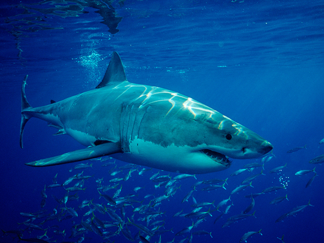 Five Facts About Shark Attacks The Economic Times