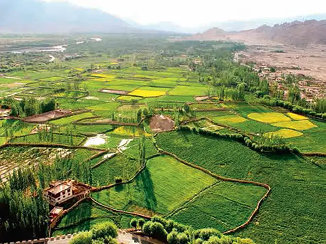 Thiksey Village has Alfalfa farming sections with beautiful greenery all around. (Image: ET-Travel reader Angarish Otta) Thiksey Village has Alfalfa farming sections with beautiful greenery all around. (Image: ET-Travel reader Angarish Otta)