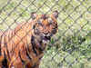 Rising sea level poses threat to Bengal Tiger: IUCN