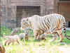 Tiger is ambassador of India's conservation efforts: Experts