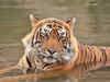 Relocate Tiger T-24 to Ranthambore National Park, say wildlife experts