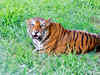 No tiger poaching incident reported from Corbett: Park director Samir Sinha
